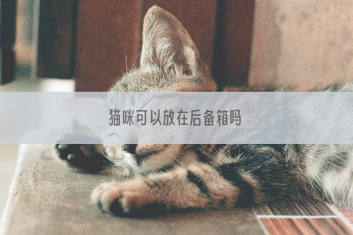 猫咪可以放在后备箱吗