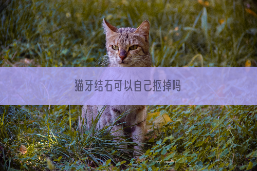 猫牙结石可以自己抠掉吗