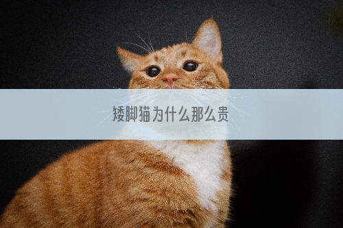 矮脚猫为什么那么贵