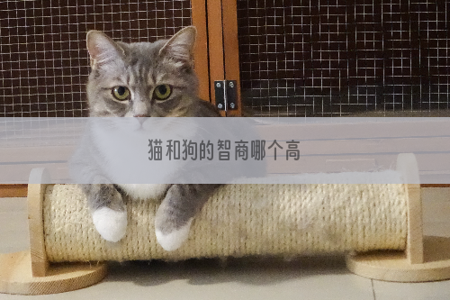 猫和狗的智商哪个高