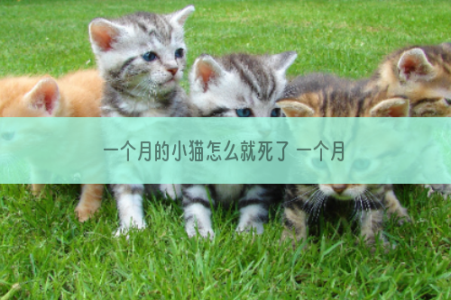 一个月的小猫怎么就死了 一个月的小猫死了怎么回事