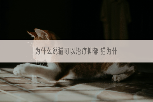 为什么说猫可以治疗抑郁 猫为什么可以治疗抑郁症