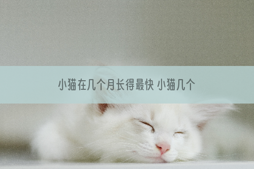 小猫在几个月长得最快 小猫几个月长得比较快