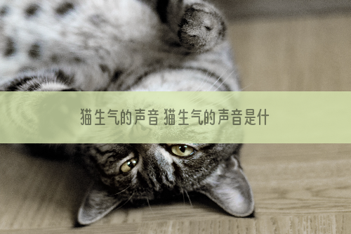 猫生气的声音 猫生气的声音是什么样的