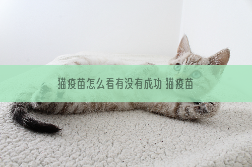 猫疫苗怎么看有没有成功 猫疫苗怎么看起作用了没