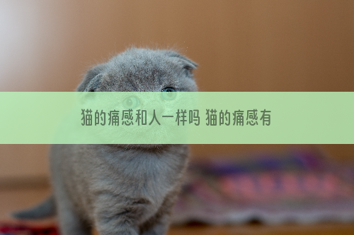 猫的痛感和人一样吗 猫的痛感有多痛