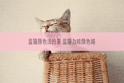 蓝猫颜色浅的贵 蓝猫为啥颜色越浅反而越贵