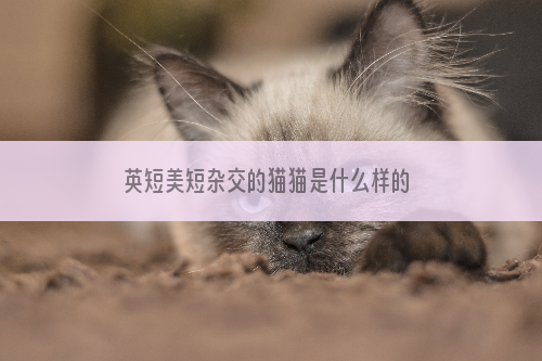 英短美短杂交的猫猫是什么样的 英短美短杂交长大好看吗