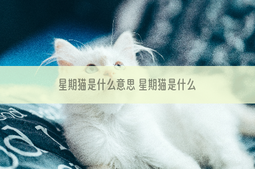 星期猫是什么意思 星期猫是什么