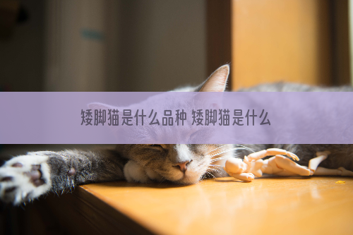 矮脚猫是什么品种 矮脚猫是什么猫