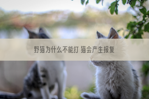 野猫为什么不能打 猫会产生报复和恐惧的心理