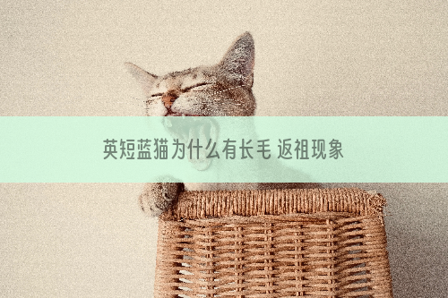 英短蓝猫为什么有长毛 返祖现象