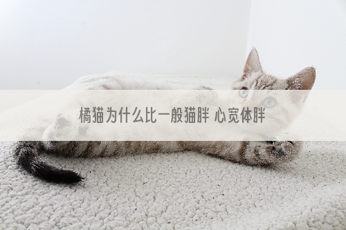 橘猫为什么比一般猫胖 心宽体胖