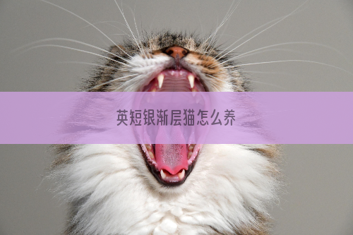 英短银渐层猫怎么养