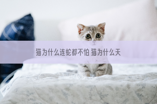 猫为什么连蛇都不怕 猫为什么天生不会害怕毒蛇咬啊