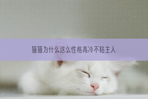 猫猫为什么这么性格高冷不粘主人 猫为什么高冷不喜欢人类