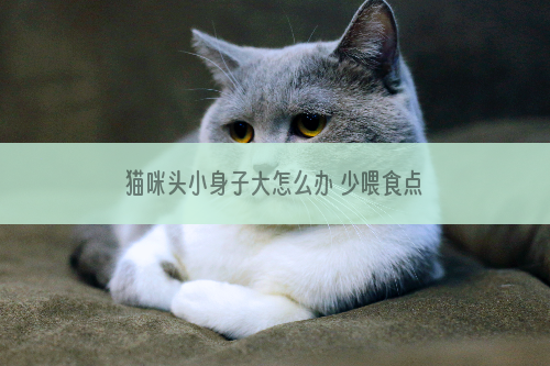 猫咪头小身子大怎么办 少喂食点猫粮吧，吃的太多了！