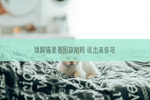 矮脚猫是基因缺陷吗 说出来你可能不相信