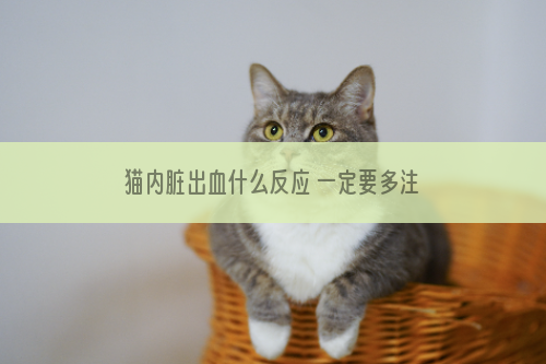 猫内脏出血什么反应 一定要多注意猫咪哦！