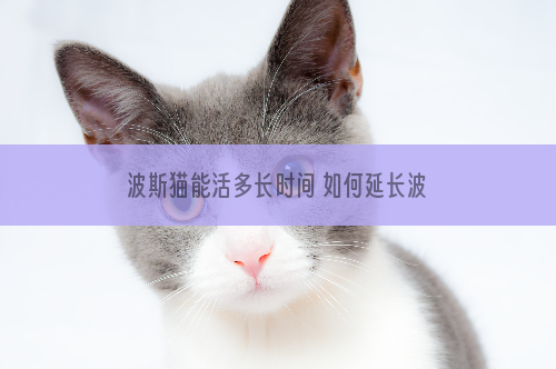 波斯猫能活多长时间 如何延长波斯猫的寿命