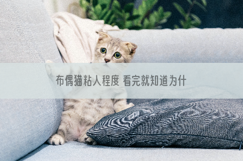 布偶猫粘人程度 看完就知道为什么这么粘人了