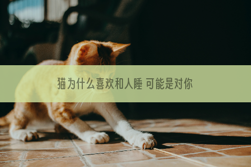 猫为什么喜欢和人睡 可能是对你的爱太浓烈了！