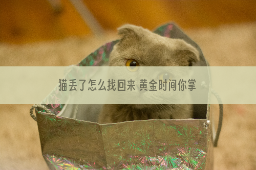 猫丢了怎么找回来 黄金时间你掌握了吗？