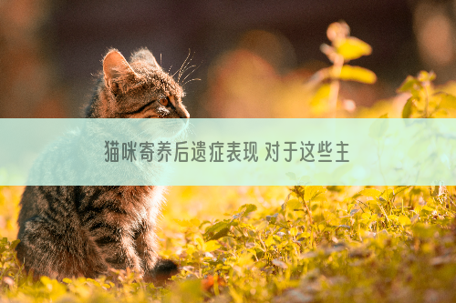 猫咪寄养后遗症表现 对于这些主人需要多注意一下！