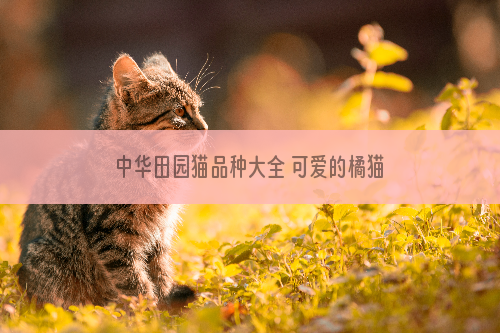 中华田园猫品种大全 可爱的橘猫竟然是中国的！