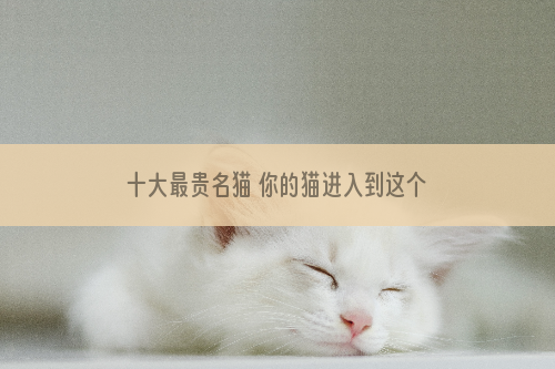 十大最贵名猫 你的猫进入到这个有钱猫的榜单了吗？