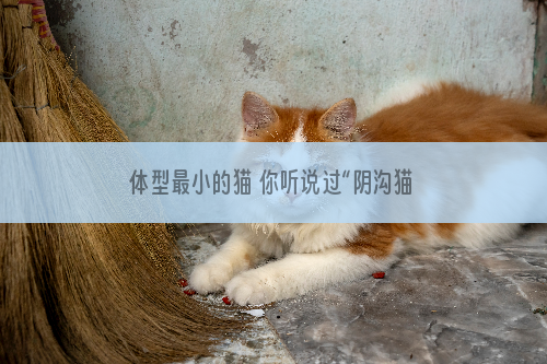 体型最小的猫 你听说过“阴沟猫”吗？