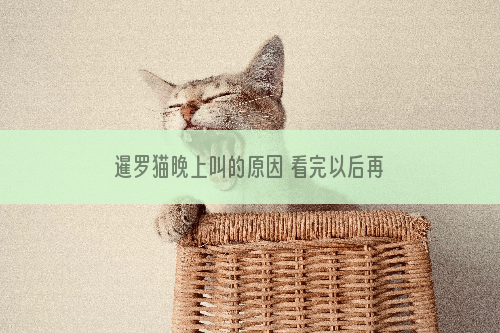 暹罗猫晚上叫的原因 看完以后再告诉你解决方法！