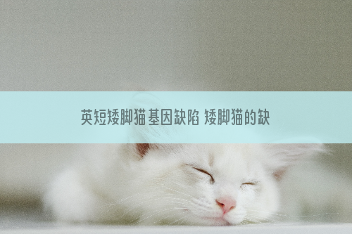 英短矮脚猫基因缺陷 矮脚猫的缺点是什么