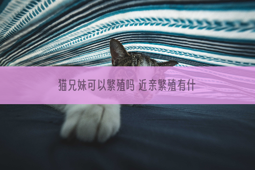 猫兄妹可以繁殖吗 近亲繁殖有什么坏处