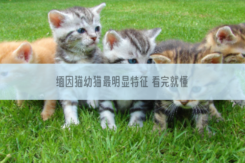 缅因猫幼猫最明显特征 看完就懂了！