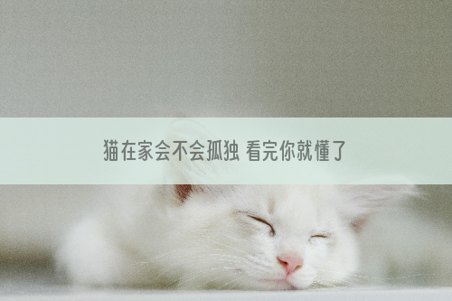 猫在家会不会孤独 看完你就懂了