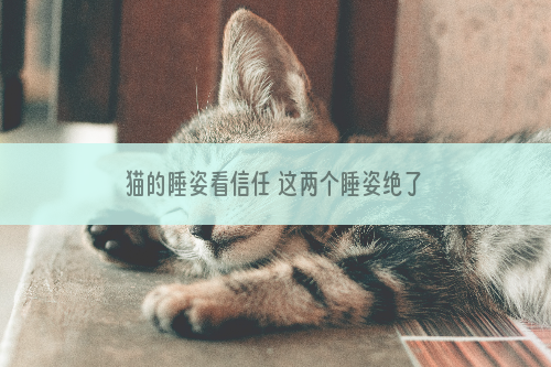 猫的睡姿看信任 这两个睡姿绝了！