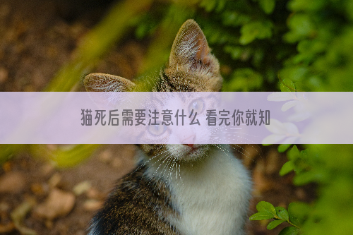 猫死后需要注意什么 看完你就知道了