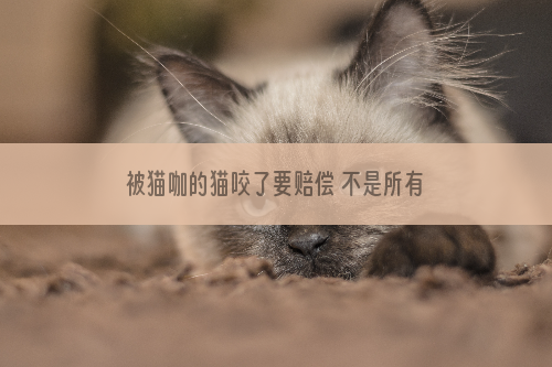 被猫咖的猫咬了要赔偿 不是所有情况都能赔偿!