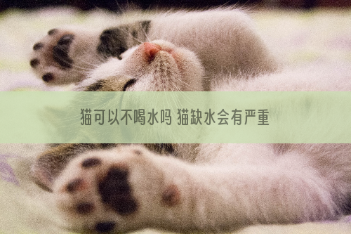 猫可以不喝水吗 猫缺水会有严重的后果！