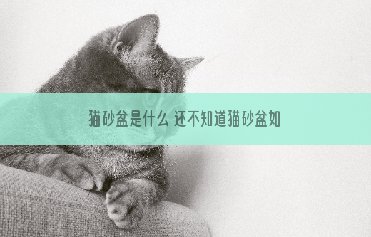 猫砂盆是什么 还不知道猫砂盆如何选择?