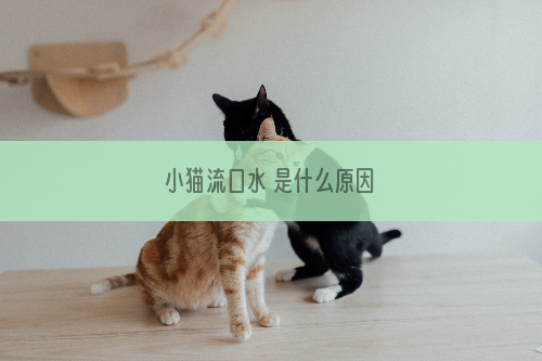 小猫流口水 是什么原因