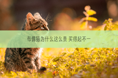 布偶猫为什么这么贵 买得起不一定养得起