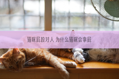 猫咪屁股对人 为什么猫咪会拿屁股对着你