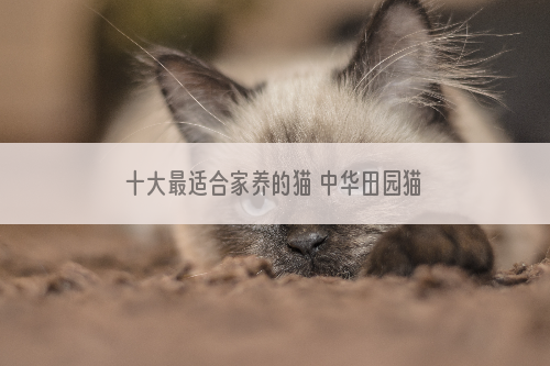 十大最适合家养的猫 中华田园猫上榜你养了哪种？