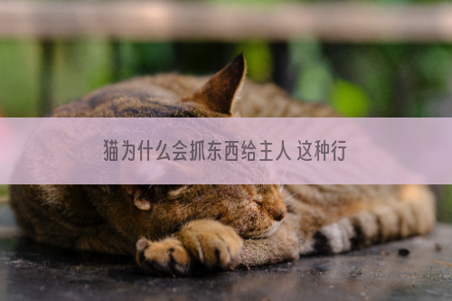 猫为什么会抓东西给主人 这种行为需要纠正吗