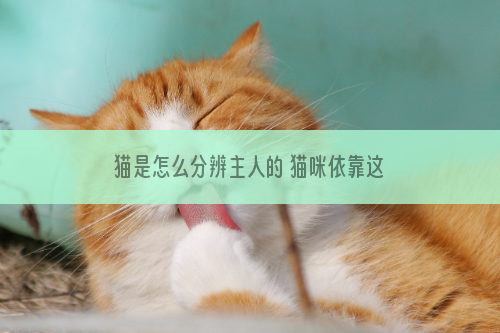 猫是怎么分辨主人的 猫咪依靠这三点分辨主人