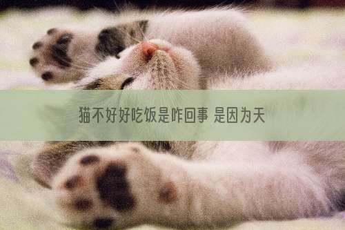 猫不好好吃饭是咋回事 是因为天气太热了吗