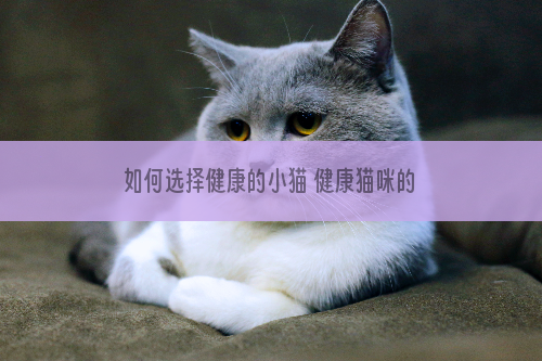 如何选择健康的小猫 健康猫咪的四大点你知道吗