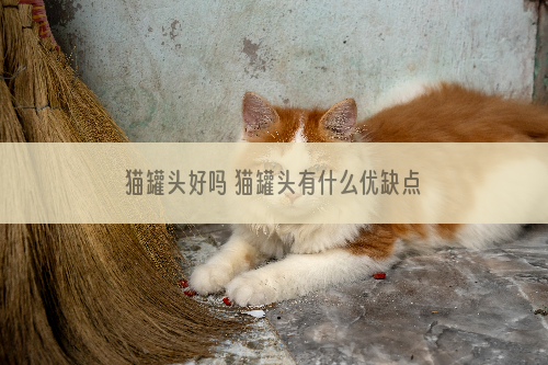 猫罐头好吗 猫罐头有什么优缺点